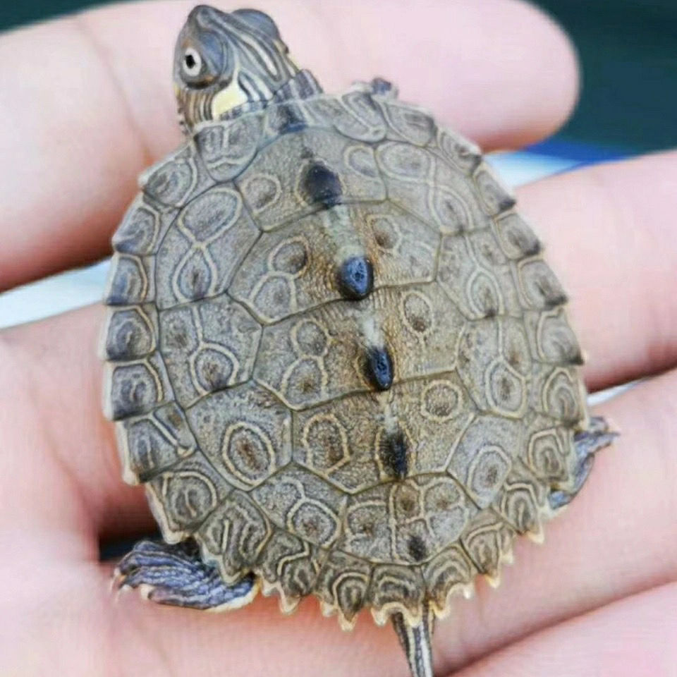 地图深水逗比观赏小乌龟活物密西西比鱼缸混养龟