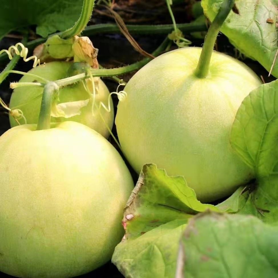 新鲜马连甜瓜孕妇可吃应季时令水果香瓜甜脆甜瓜