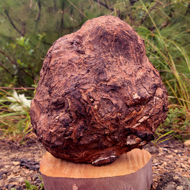 茯苓新货预售云南中药材500克食用用去湿气野生茯苓