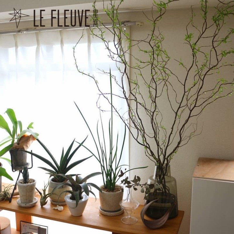 柳枝观绿植四季室内水培树枝鲜切水养好养容易绿植