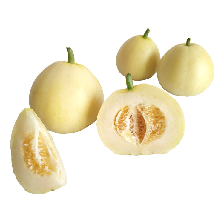 东北头茬白糖罐脆皮面甜瓜