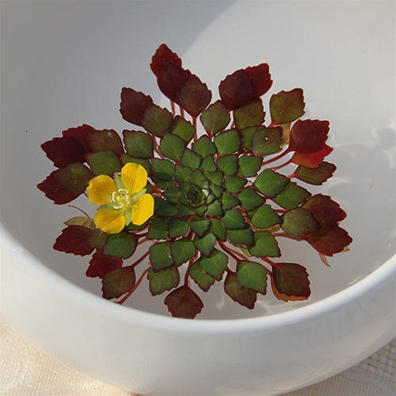 水生烟火植物容易非常水培景观花卉不含丁香时令草本花卉