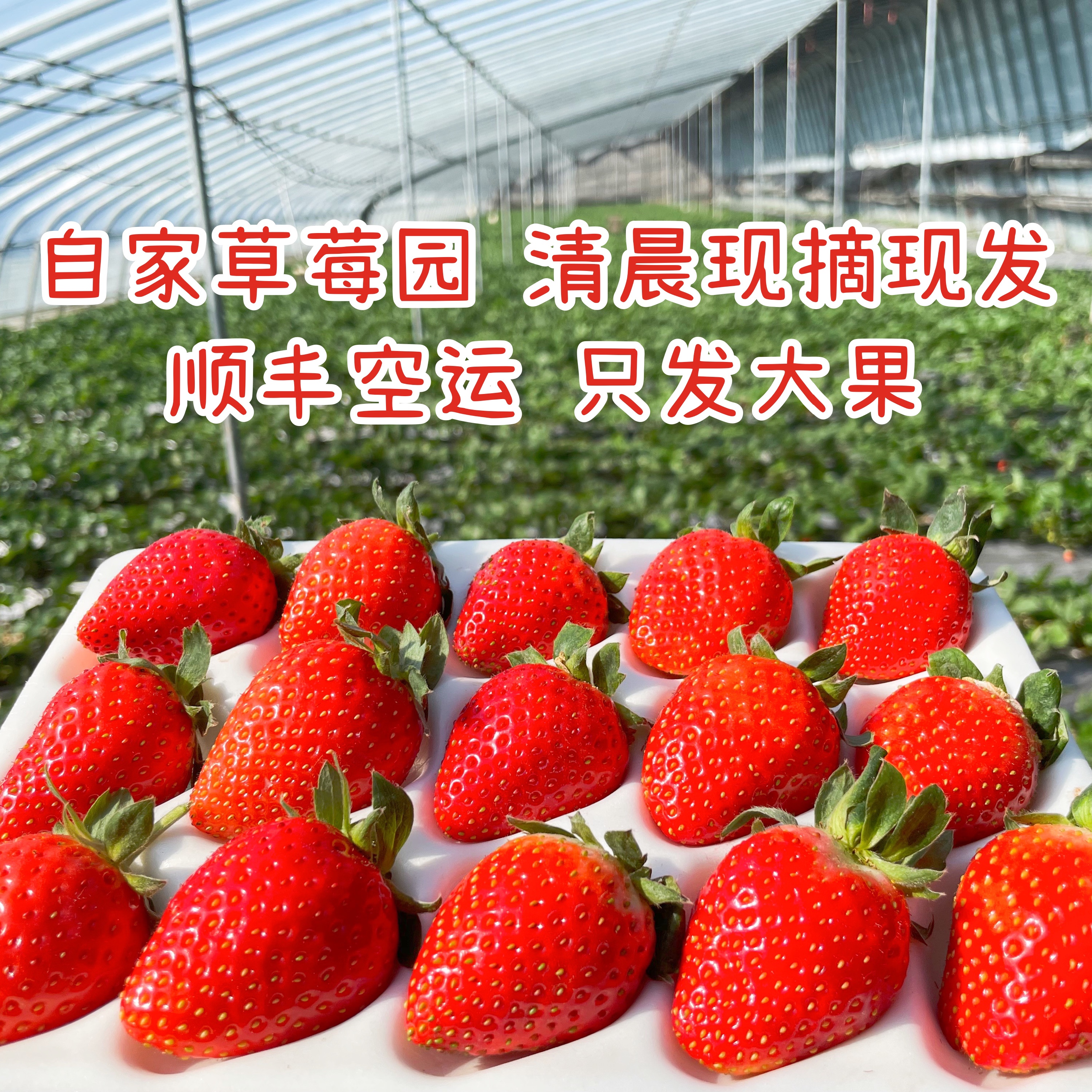 日本香野隋珠草莓网红礼盒山东新鲜现摘大果草莓