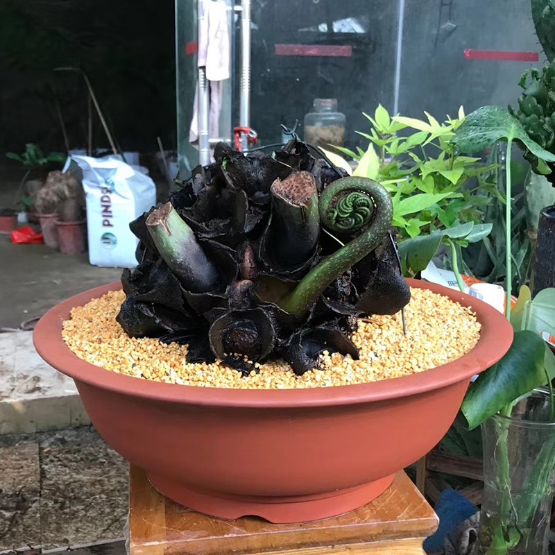 观音莲座蕨类植物耐阴大型绿植室内造景马蹄绿植