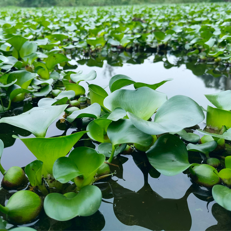 水葫芦浮萍水草花卉水生植物淡水养龟净化水质水草