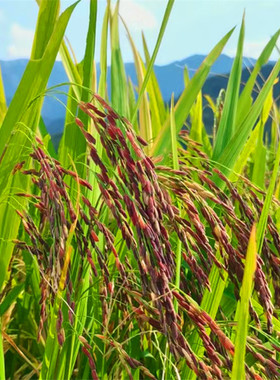 萍乡武功山特产富硒紫红紫米血糯米