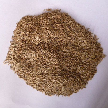 台湾2号矮生百慕大果岭草草草籽地毯草种种籽家庭园艺种子