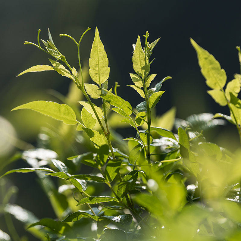 莓茶永顺芽尖正品特级张家界土家野生养生甘露养生茶