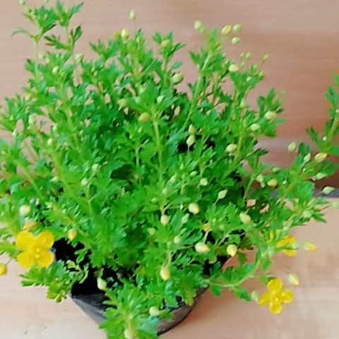 哈密瓜香地盆栽淡淡香味小花四季开花耐热耐寒绿植
