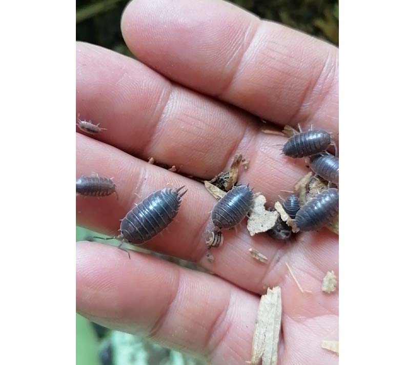 包活鼠妇活宠物潮虫西瓜潮气虫湿昆虫爬宠学生其他爬虫