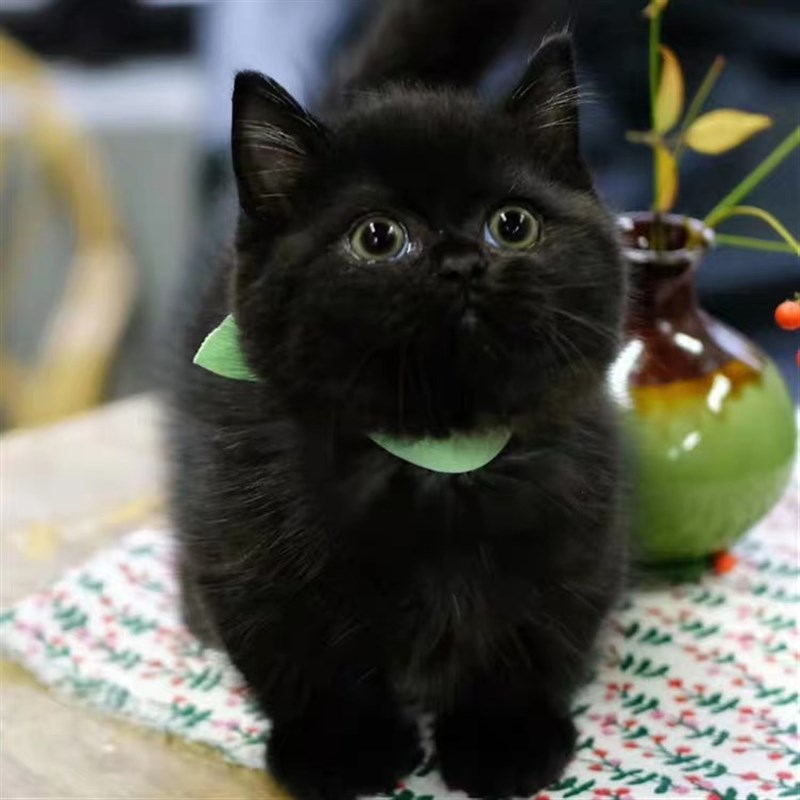 无偿领养孟买黑猫幼猫玄猫煤球小奶猫活体宠物cosplay女装