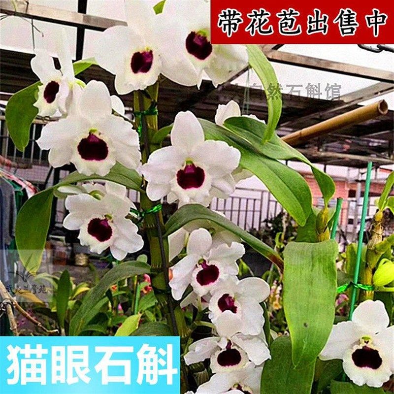 附生绿植室内花卉兰花兰洋叠鞘花苞金钗盆栽花卉