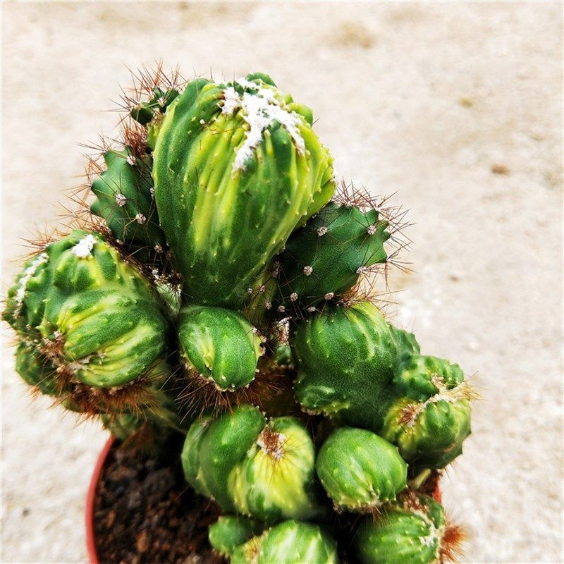 稀有五指山绿植花卉庭院避邪锦镇山影仙人麒麟多肉植物