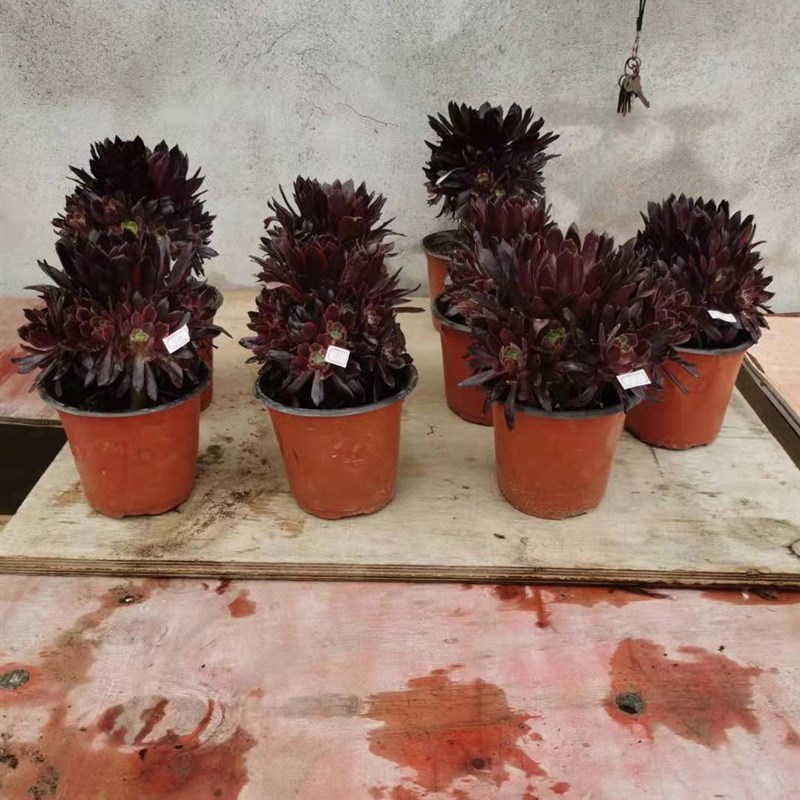 植物高端法师霞飞手捧老桩多肉花卉盆栽一物多肉植物
