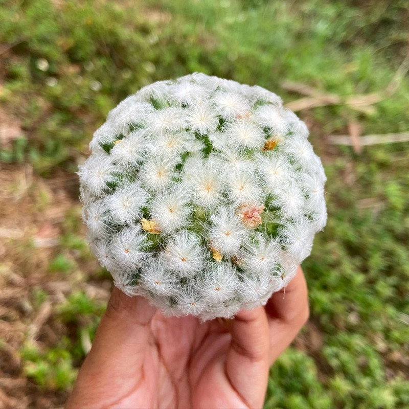 实生白星仙人球仙人掌软毛多肉植物开花无刺室内防辐射小盆栽