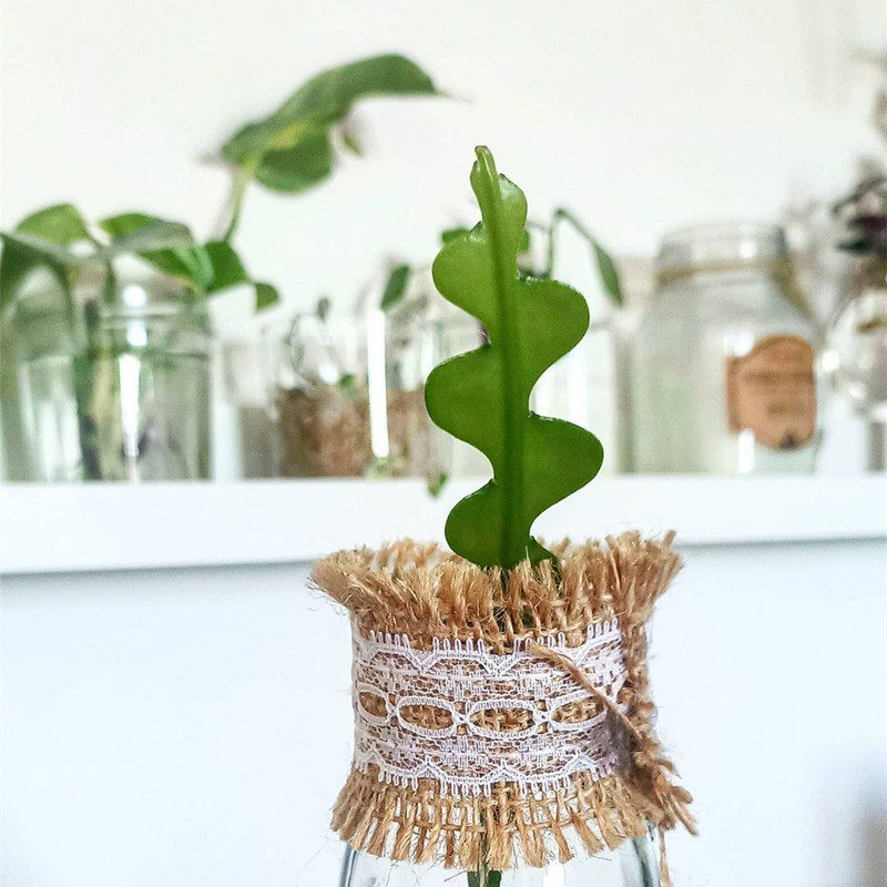 fishbone鱼骨令箭稀有品种多植物仙人掌室内盆栽多肉植物