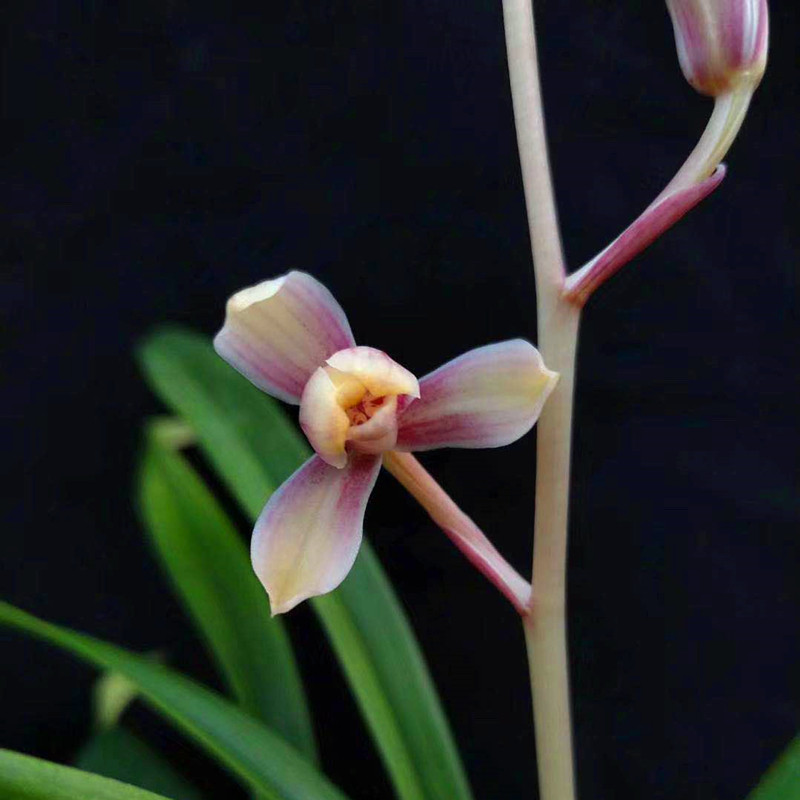 冠豸红梅建兰四季兰花花苗红花梅瓣室内花卉时令草本花卉