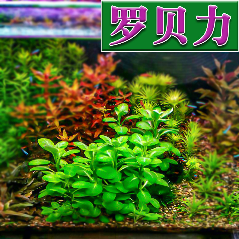 罗贝力造景易活懒人植物茎类中景前景鱼缸坨草水草
