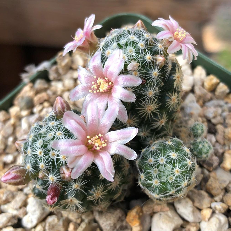 仙人吉赛尔仙人掌乳突属多植物粉花白花实生办公多肉植物