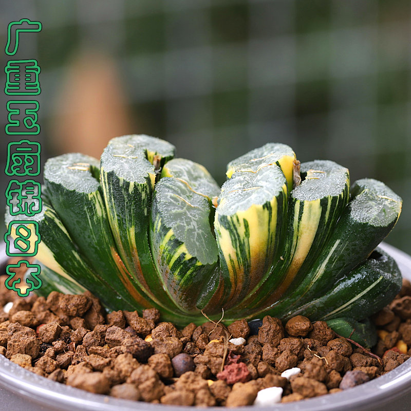 春季广重特多肉玉扇锦斑非常容易菁菁植物瓦苇多肉植物