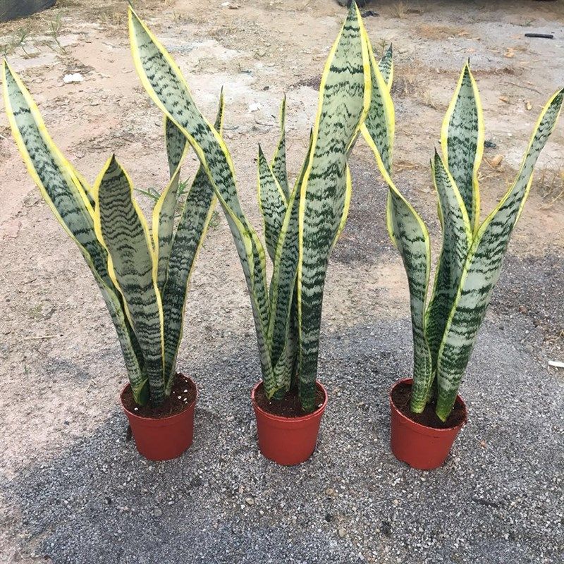 虎皮芦荟植物叶植物金边观盆栽冬季尾兰多肉发财树绿植