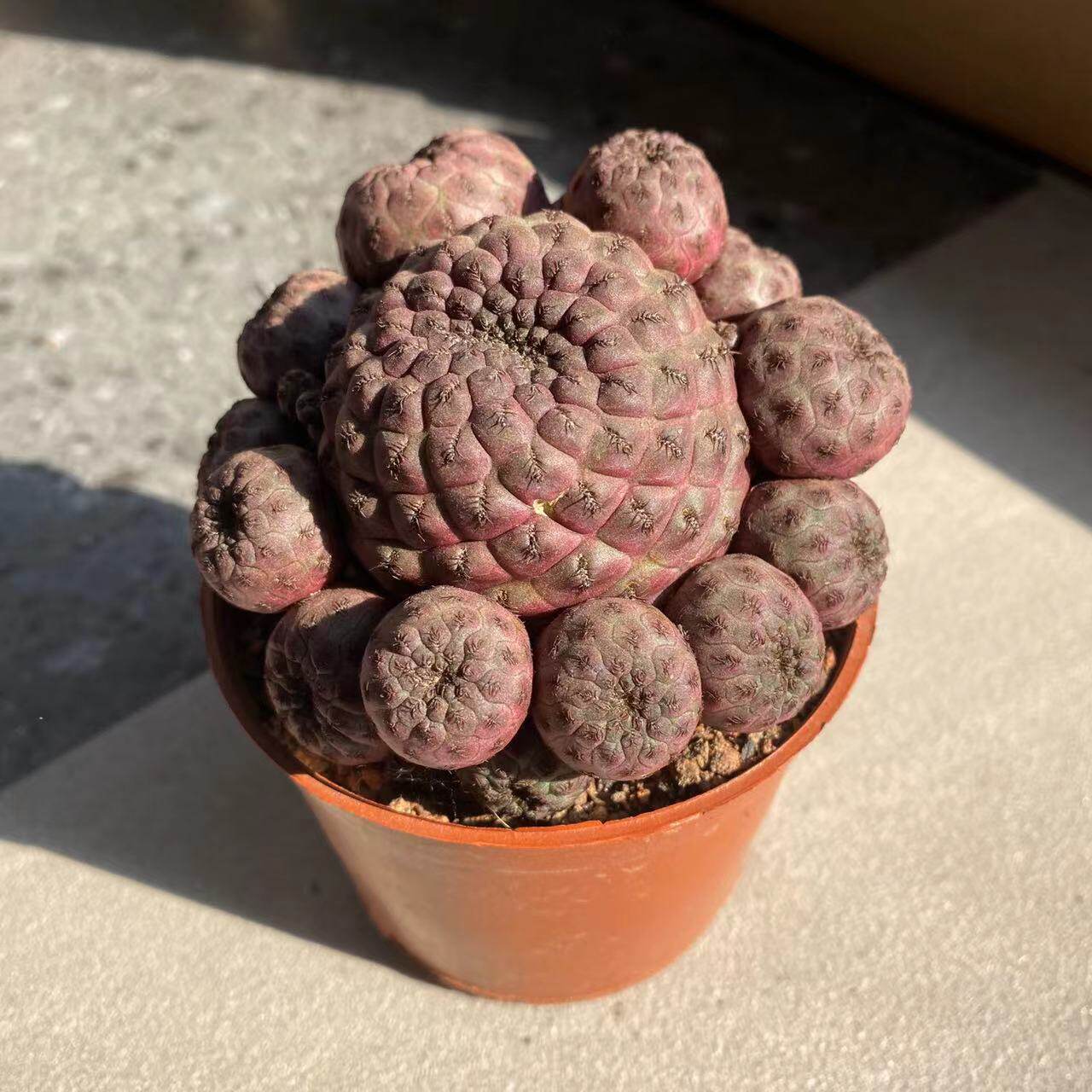 红丽仙人群生多头稀有品种冷门多肉植物室内多肉植物