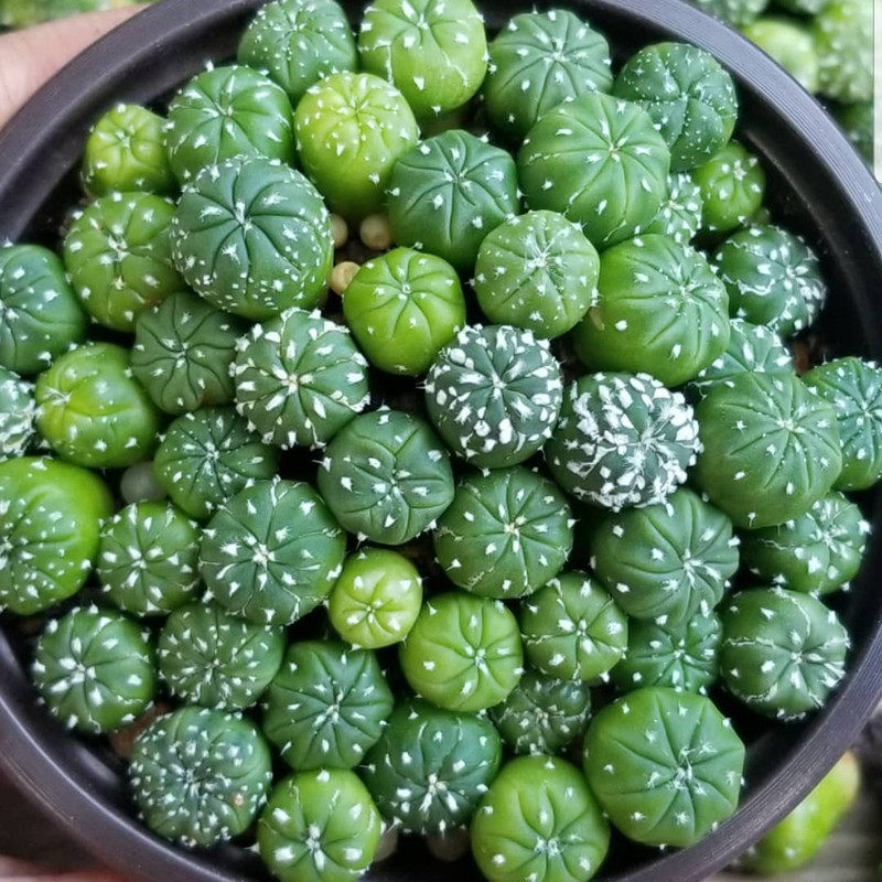 实生仙人小球合集套餐新手桌面小盆盆栽花卉多肉植物