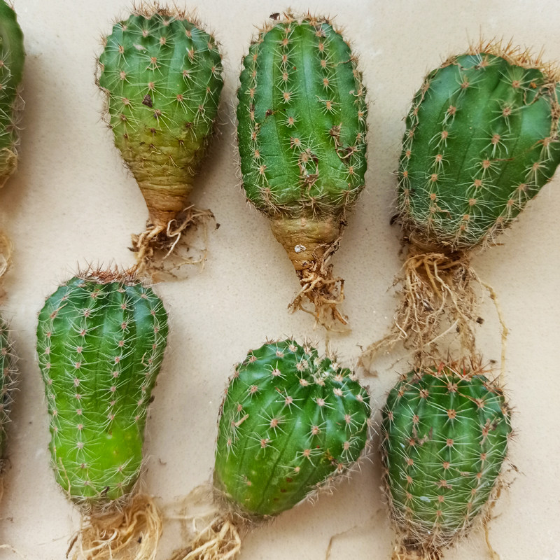实生仙人杂交席克氏彩多种花色开大球多植物多肉植物