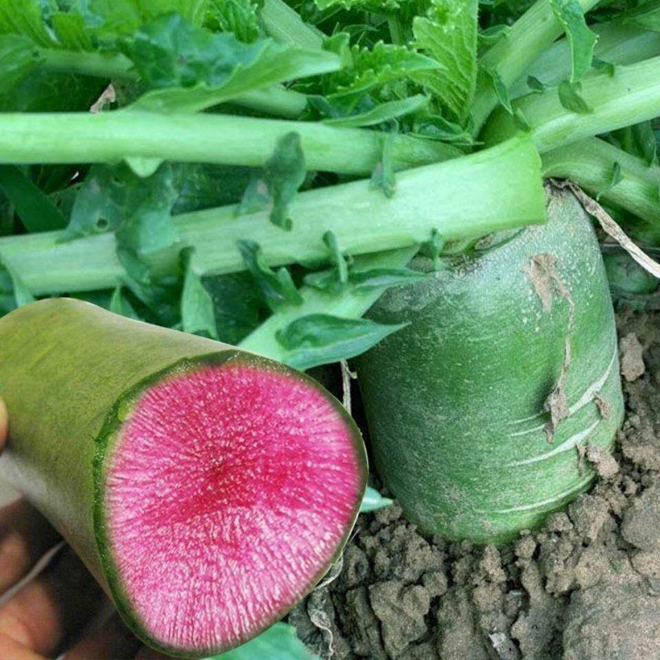 萝卜穿红水果种子子心生吃青皮红瓤红心55067种家庭园艺种子