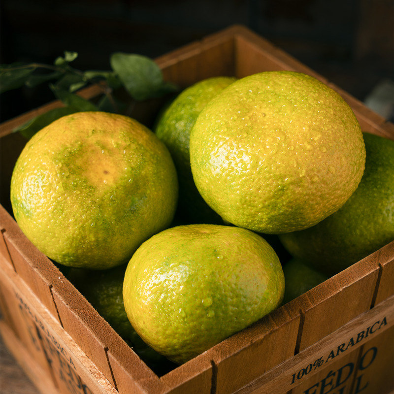 云南蜜桔5斤青皮橘子酸甜好吃