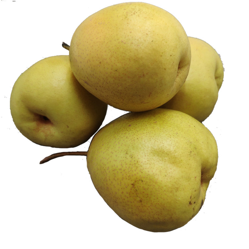 甘肃冬果梨新鲜水果老兰州味道特产煮热冬果白梨软儿汤西园梨包邮