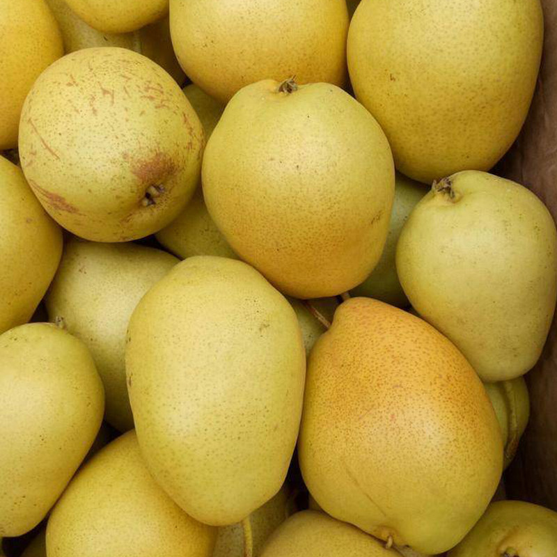 甘肃冬果梨新鲜水果老兰州味道特产煮热冬果白梨软儿汤西园梨包邮