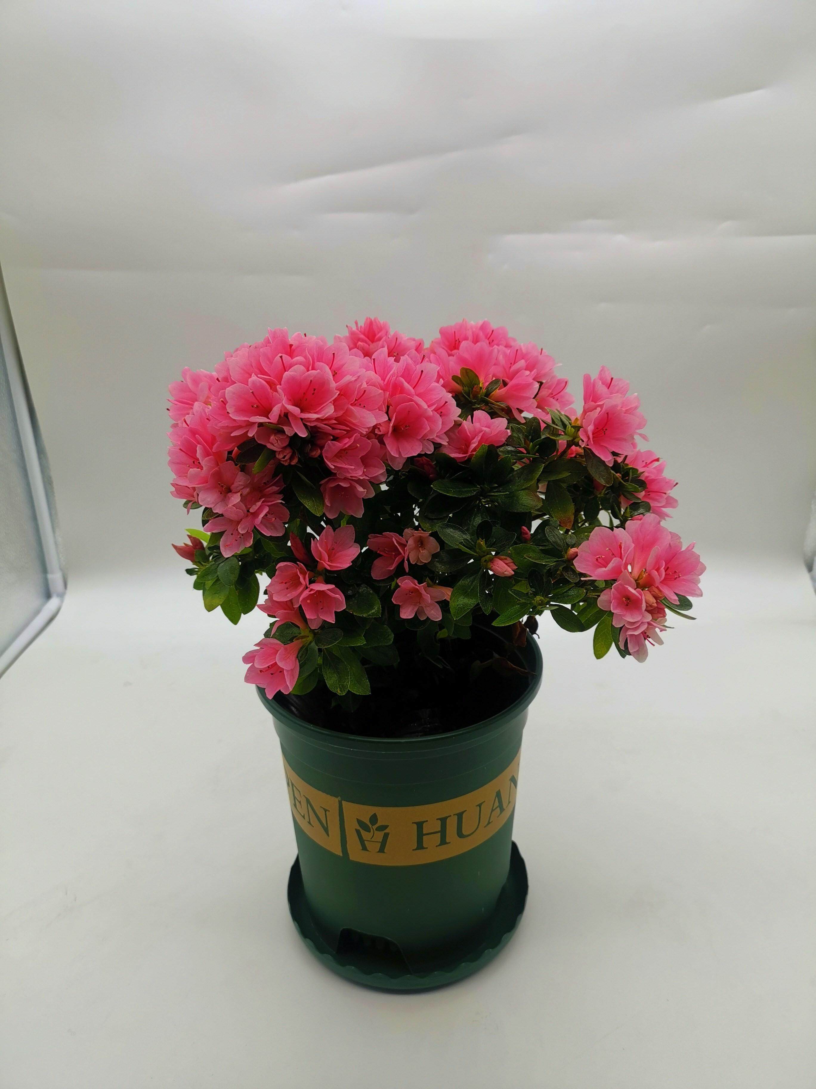 杜鹃腊皮粉妆楼粉色花卉盆栽好养好看经典庭院花卉