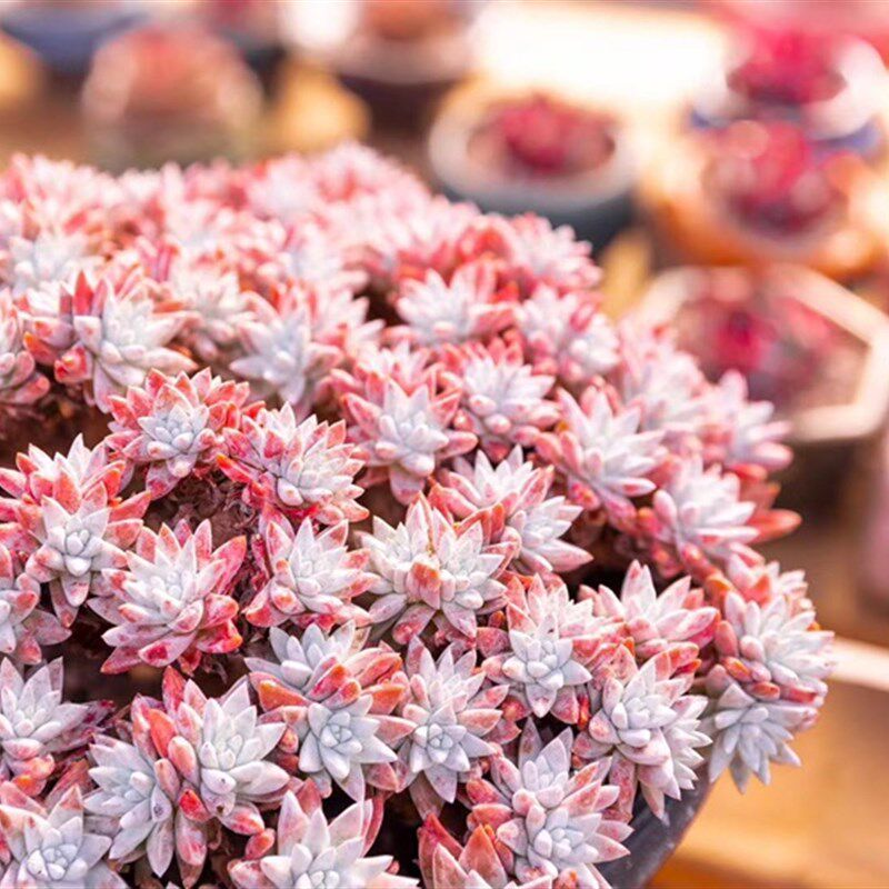 丸叶老桩白菊多肉植物韩货仙女无砍多头群生多肉植物