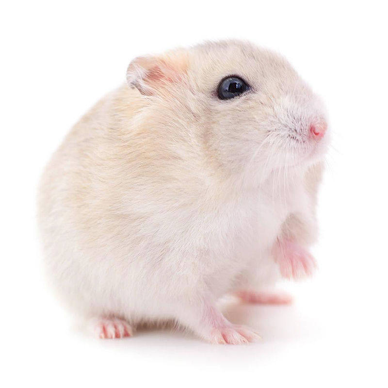 奶茶公婆花仓雪球活物疫苗稀有仓鼠活体宝宝仓鼠