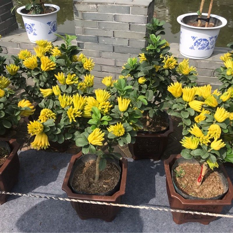 盆栽佛手净化空气春季千含盆发货观植物一般原指易带果绿植