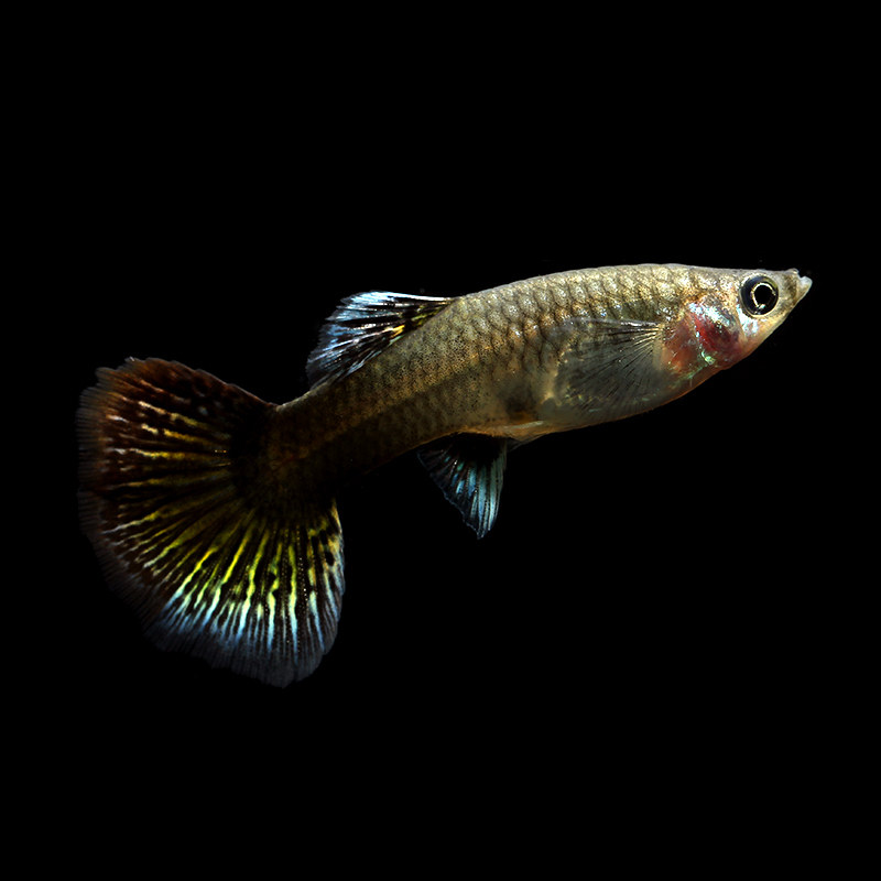 孔雀丝彩热带小型胎花尾鱼生好养鱼公配对鱼