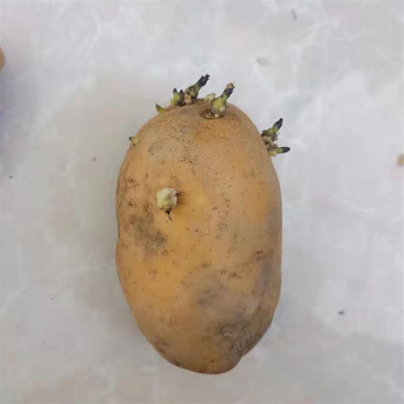 新儿园观察种植发芽豆苗土培马铃薯沙培水培植物绿植