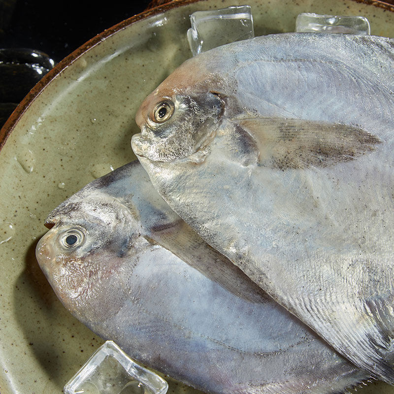 鲳鱼大舢白鲳鱼金鲳鱼冷冻鳊鱼昌鱼新鲜东海舟山鲳鱼