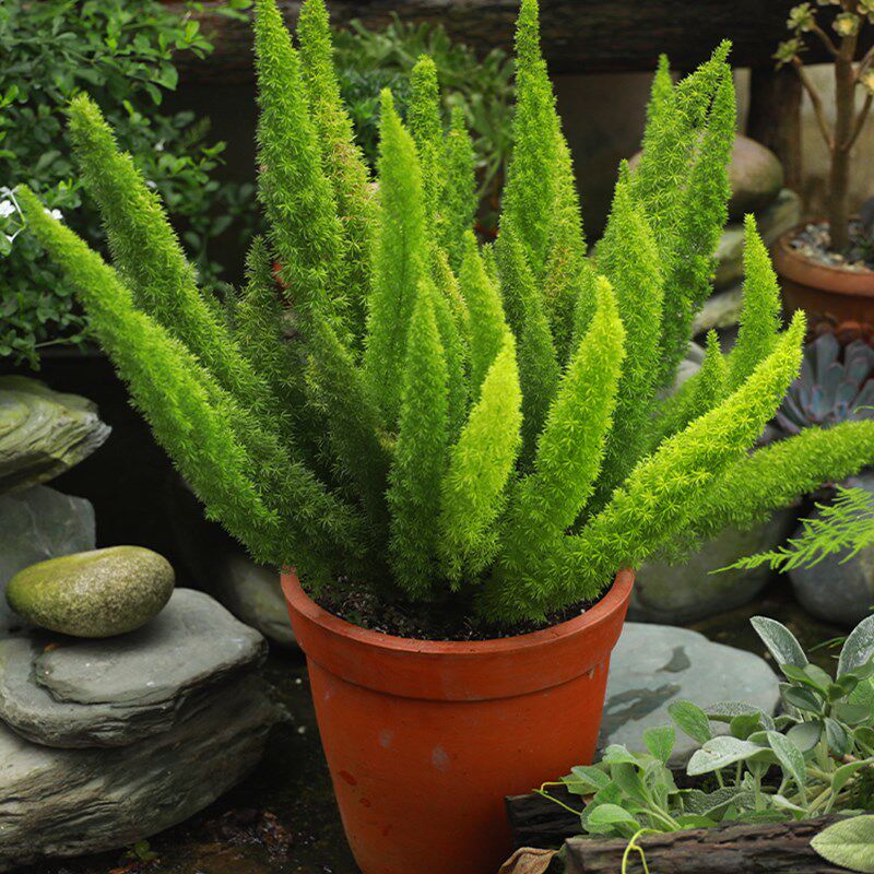 冬狐尾狐尾天天门武竹阳台花镜观叶植物植物庭院多年生绿植