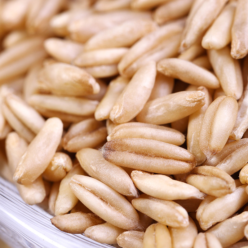 燕麦手提罐装麦米3斤农家大麦麦子新米胚芽其它粮食