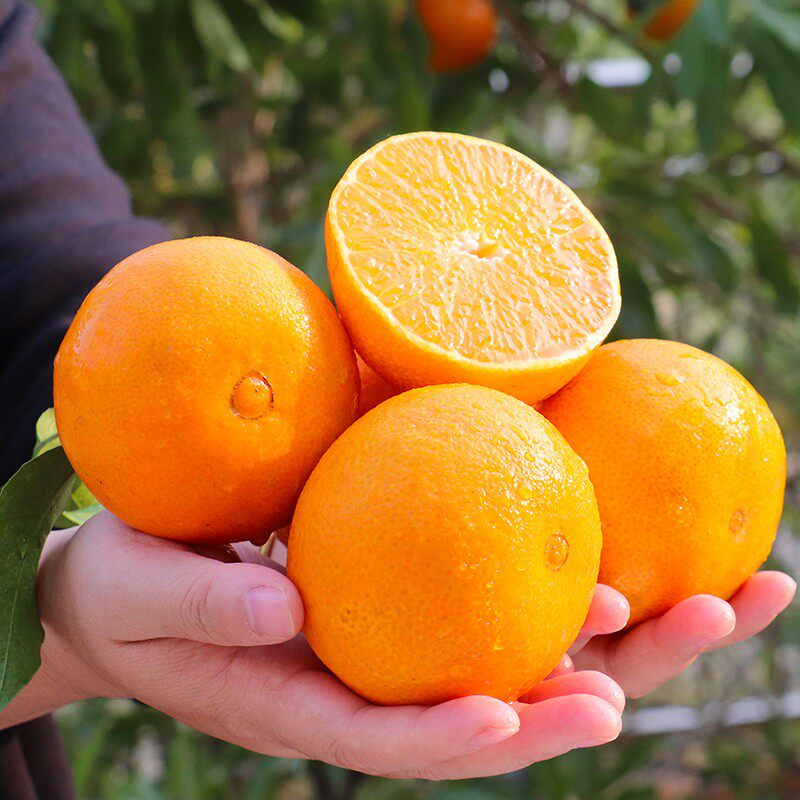 爱媛38号果冻新鲜水果5斤橙子当季柑橘蜜桔橙