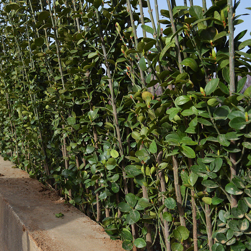 冬青树苗庭院绿篱法国冬青树北海道黄杨青苗四季时令草本花卉