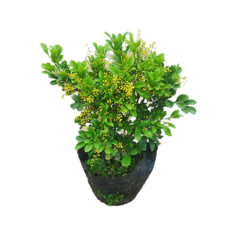 米兰米兰花花苗盆栽老桩多季开花常青浓香香型花卉