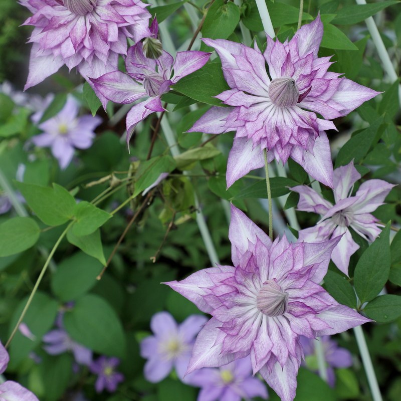恭子小姐铁线铁线莲莲花盆栽大苗爬藤植物重瓣时令草本花卉