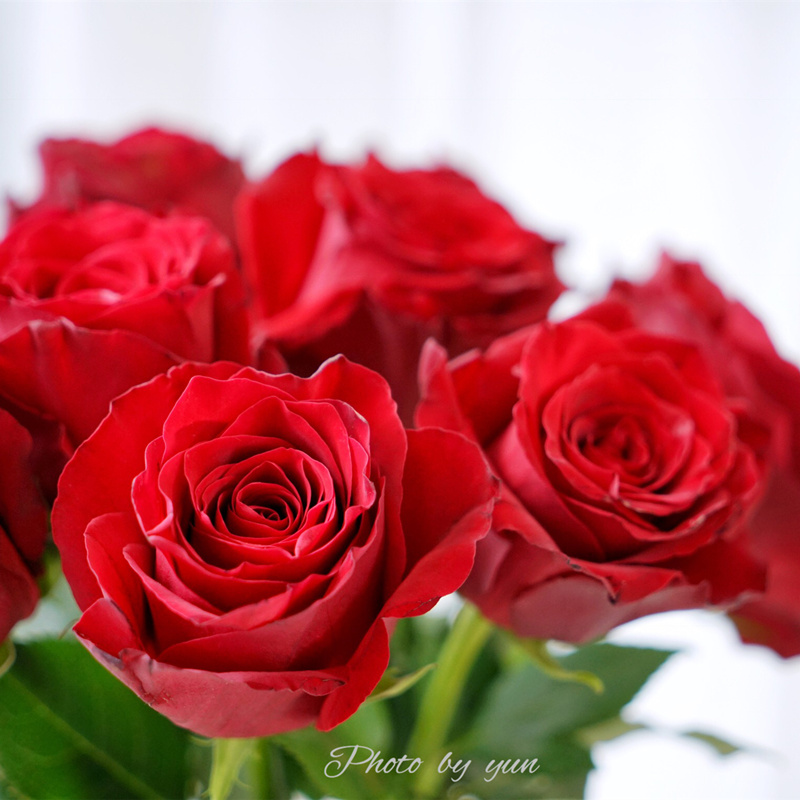 罗德斯庭院饱满花朵月季花月季切花盆栽阳台四季时令草本花卉