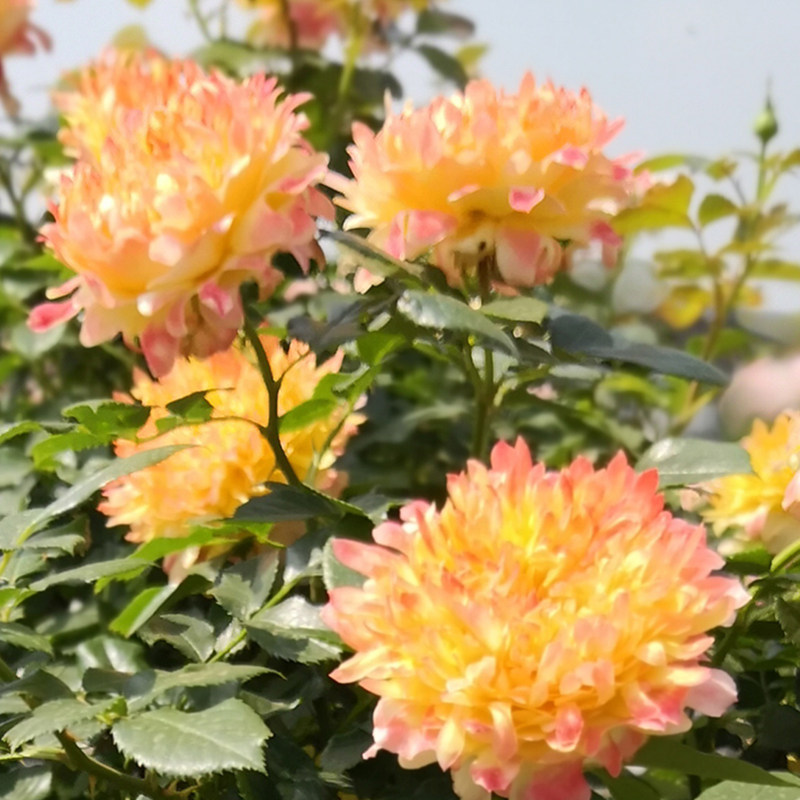 月季烟花波浪月季花花苗烟火褶裙荷兰浓香多季时令草本花卉