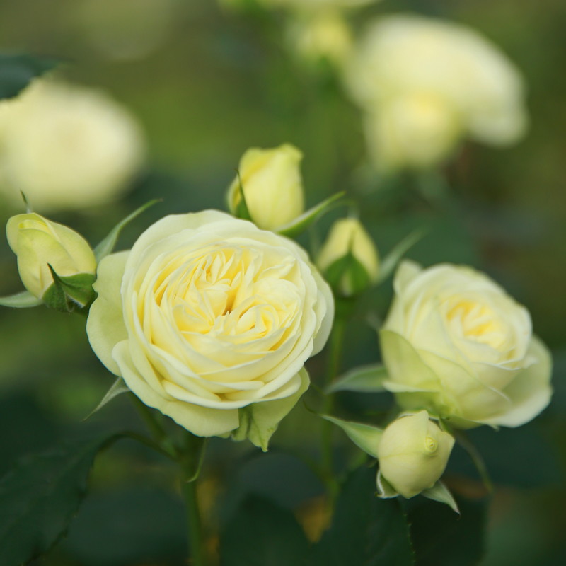 奶油龙沙微型月季花苗盆栽阳台丰花多季开花玫瑰花苗浓香花卉植物