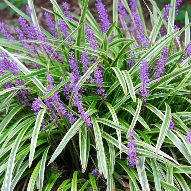 麦冬金边金叶保护保护地地被别墅庭院绿化苗木花卉