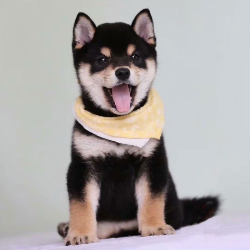 纯种黑色宠物狗宠物活体秋田犬小柴赤色柴犬豆柴宠物训练